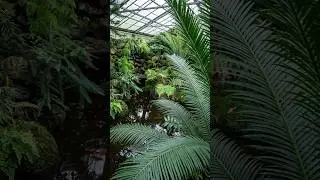 Beautiful Greenhouse with Tropical Gymnosperms and Ferns 