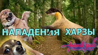 Yellow-throated marten attacks various animals, including monkeys