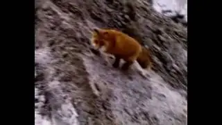 Лиса Катя