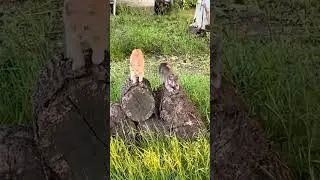 Кошачий фитнес! Смешная озвучка!
