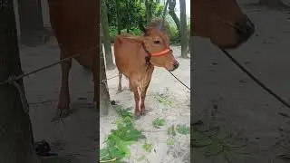 কুরবানী গরু পার্ট ০১ #shorts