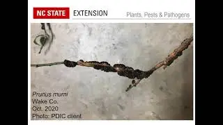 PPP October 2020 | Pest and Plant Disease Issues in NC