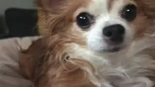 Belle the Beauty (my dog)