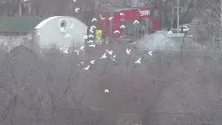 детство и голуби