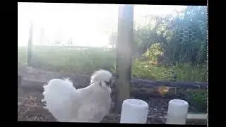 My Silkie Chickens Playing