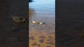 Утки на Северной Двине🦆 