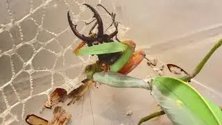 ノコギリクワガタを捕食するカマキリ その2