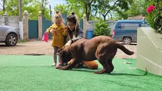 Chocolate Labrador /  Feeding, playing & learning him new tricks #labrador #dog #doglover #dogslife
