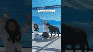 Challenge with my service dog!  🥹💕 #wholesome #deaf #service dog  (With my favorite- Kylee!!)