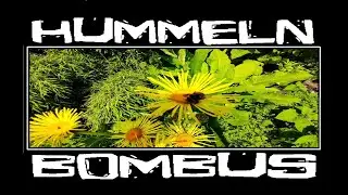 Hummeln im Garten - Bumblebees at work - Bombus