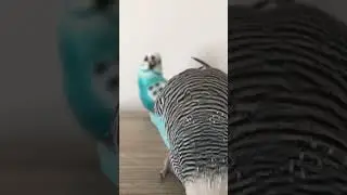 Muhabbet kuşu konuşması. Aşkım, bidanem, canım, cicikuş, herif, babacık