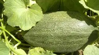 Bağda 🥦Vlog l🌺Lobya yığdıq, bişirdik #vlog#kendheyati