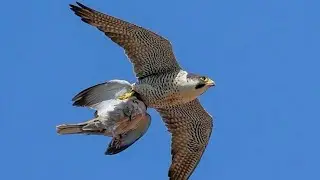 Сокол Сапсан жёстко поймал голубя!!! The Peregrine Falcon caught the pigeon hard!!!