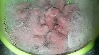 16 Крольчат Хиколь / Паннон l Мать героиня l Я в Шоке