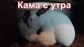 Кролики. Камасутра !