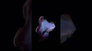 The Ghostly Dumbo Octopus #deepsea