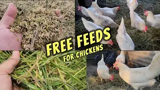 Free feeds for chickens