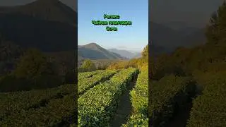 Релакс. Наша природа. Сочи. #туристы #travel #кадрдня #релакс #природа #отдых #сочи #лето2023