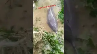 বাংলাদেশের বন্যায় ভেসে এসেছে ডলফিন 😭😭 #shorts