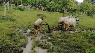ទេសភាពស្រុកស្រែ​ ស្តាប់ពេលគេង-relaxing song