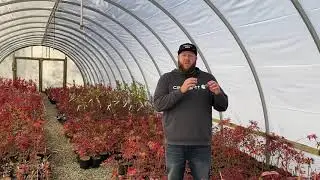 How To Water Your Japanese Maple