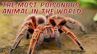 The most poisonous animal in The world,Deadly Animal,animal mortal,Ölümcül Hayvan#DeadlySpiders