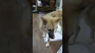 Корица и другие обитатели дома