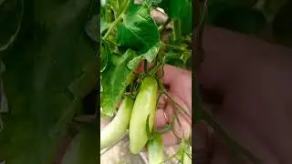 🍅 Аурия нашлась