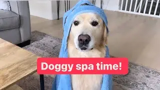 Doggy spa time! @ladyhoneythegolden