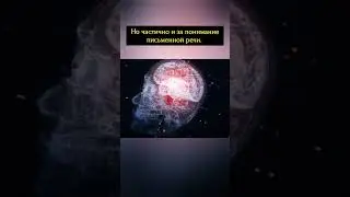 Зона Вернике. Зона Брока. Почему мы забываем информацию.