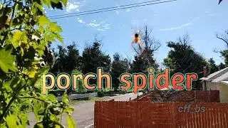 #spider #porches #porchplants #colorado #