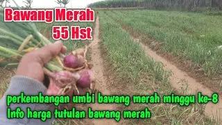 info harga tutulan penebas bawang merah || tanaman bawang merah umur 55 HST