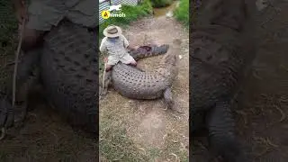 Ferocious Alligator #shorts