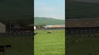 Эльбрус с Икон-Халка вид