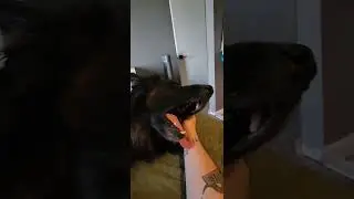 Arlo the German Shepherd grunts happy thank yous for his ear scritches.