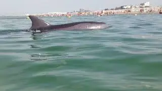 дельфины Витязево