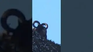 Отличный трофей Дагестанского тура. Цунтинский ОДОУ.