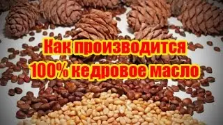 Как производится 100% кедровое масло