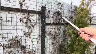 Обработка княжиков, весной! Легко, быстро, весело!