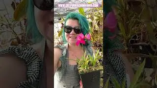 How to Grow Disa Orchids