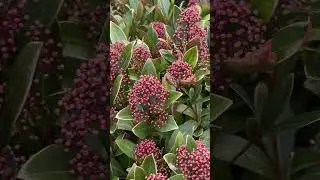 Скиммия японская 🌺 Skimmia japonica -красивый вечнозелёный кустарник 👌