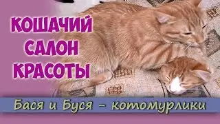 Cat Beauty Salon