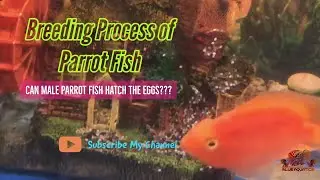 Breeding process of Parrot Fish Explained  - Can Male Parrot fish Hatch Eggs???