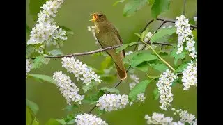 Соловей поет.Nightingale singing.