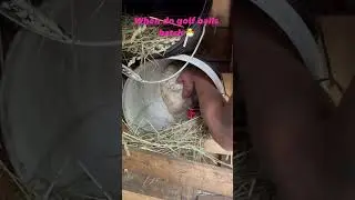 Can you tell me how long it takes a golf ball to hatch? #sdsg #chicken #polishchicken #broodyhen