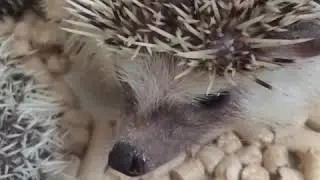 Карликовый африканский ёжик.