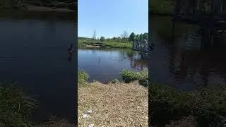 Утка с утятами