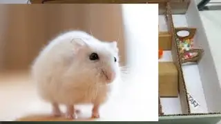 Hamster Maze 1 | hamster walking a flat maze #hamstersmaze