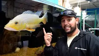 CAPTURING and BREEDING 1 in a MILLION Translucent White Peacock Bass!!