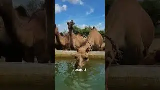 Why you should never leave water in the desert 😱